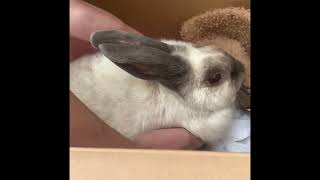 How to care for your bunny after spay/neuter with some vet tips (part 1)