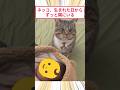ネッコ、生まれた日からずっと一緒にいる #2ch動物スレ #猫動画 #猫のいる暮らし