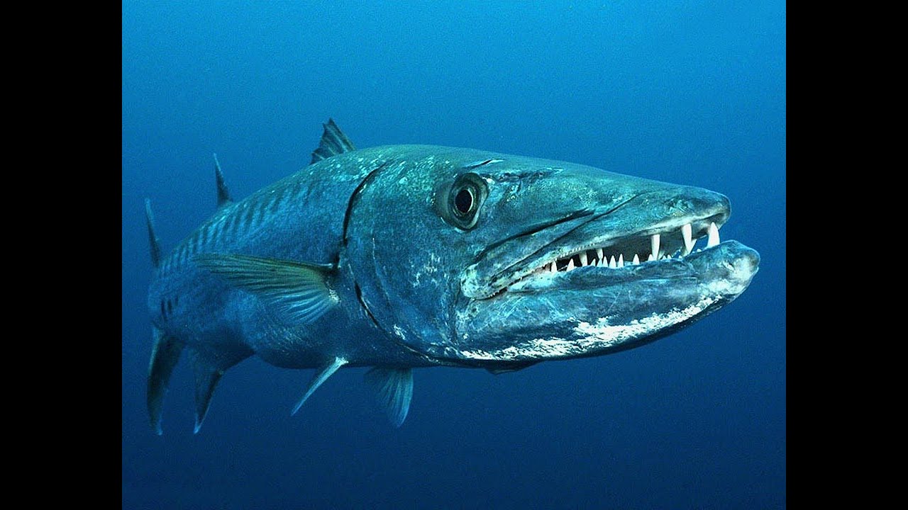 Хищные рыбы черного моря Хищные рыбы черного моря