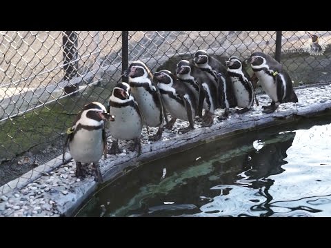 並んで歩くペンギン  