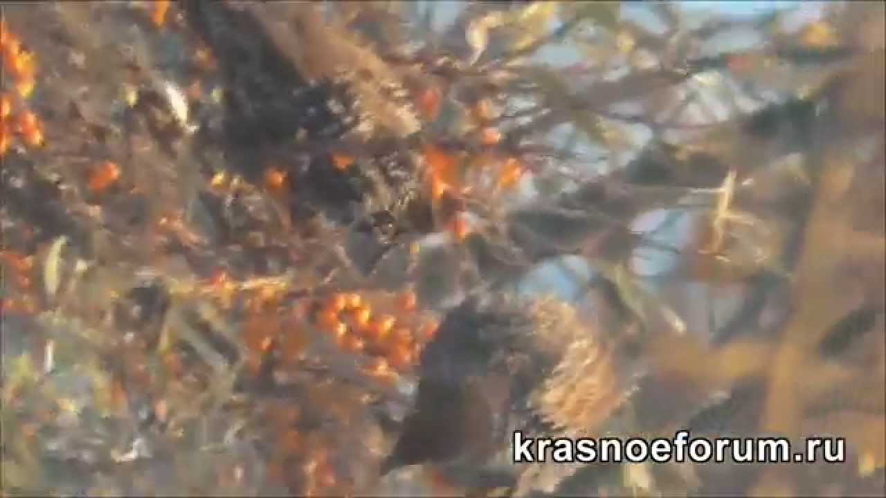 Птицы на волге