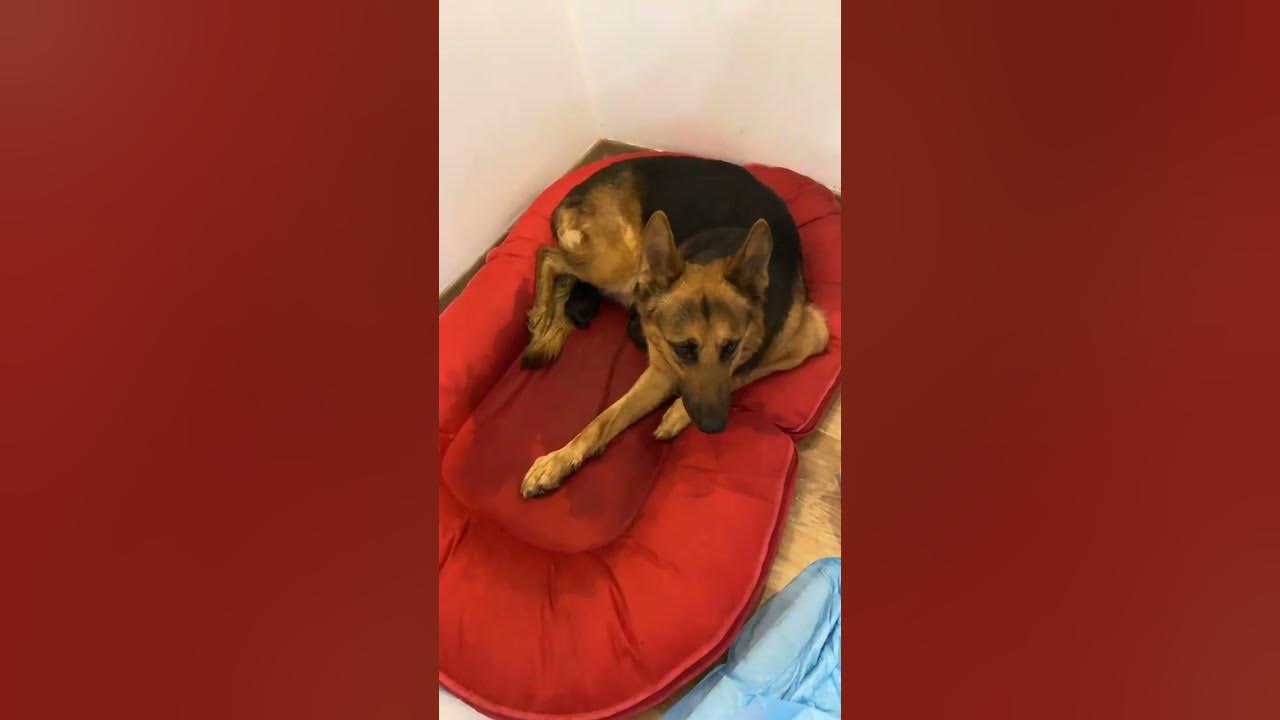 Dog delivery 12 Entrega de cachorro Livraison de chien Entrega de perros Tida best smart famous