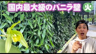 【薬用植物シリーズ #4】 みんな大好きバニラだよ！全長13ｍのバニラ壁に付くバニラビーンズに感動！【京都薬用植物園】