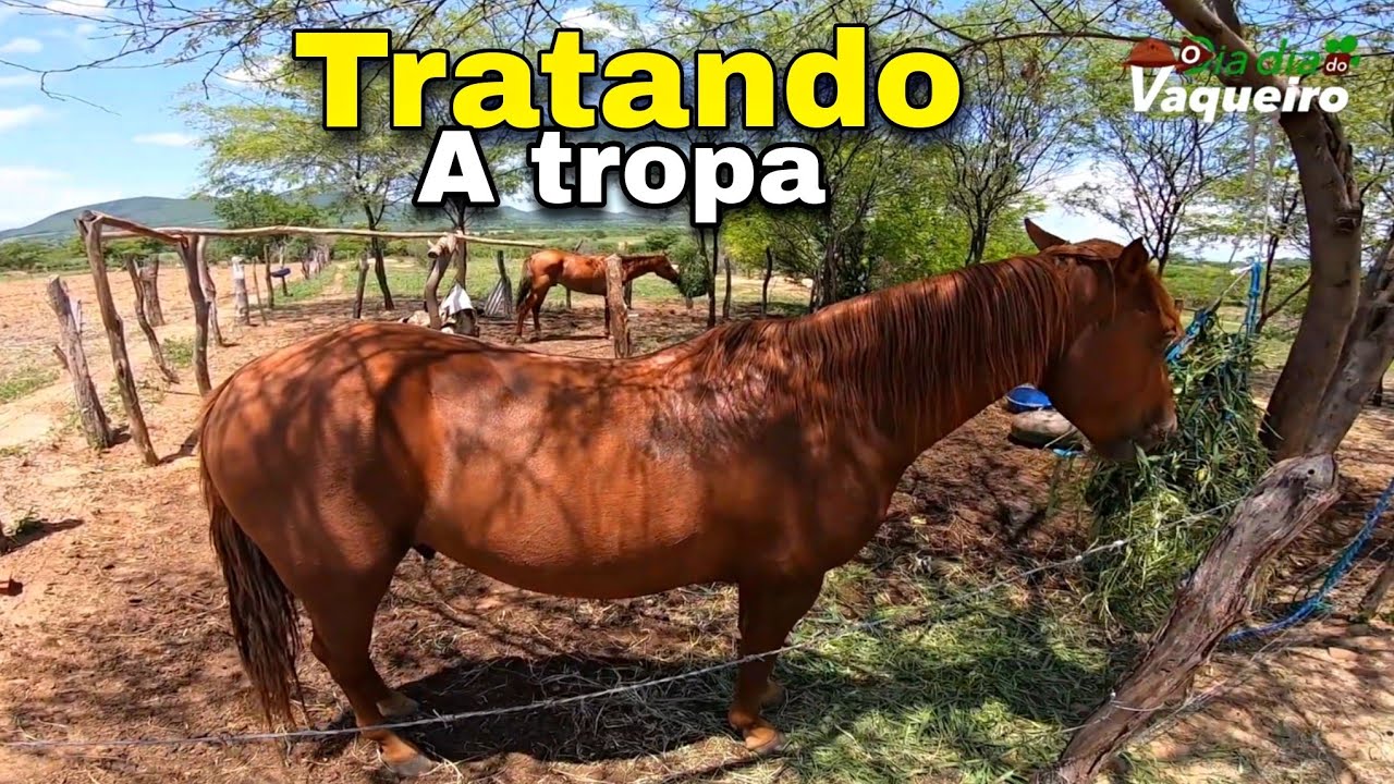 NOSSO DIA A DIA CUIDANDO DA TROPA CONFIRAM VAQUEIRAMA | O DIA DIA DO VAQUEIRO