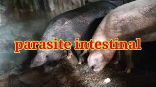 Quel animal urine le plus ?
