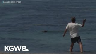 Washington man arrested after throwing rock at monk seal in Hawaii