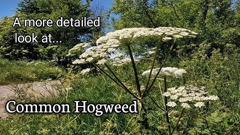 A more detailed look at... Common hogweed (Heracleum sphondylium)