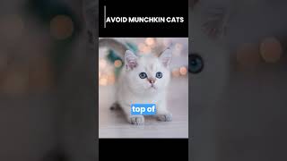 DO NOT GET A MUNCHKIN CAT