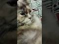 wo Nazar 🧿 chup ka dekh rahee #youtubeshorts #lovely #yt #cat #viral #viral Song #pets lover's 😺😺