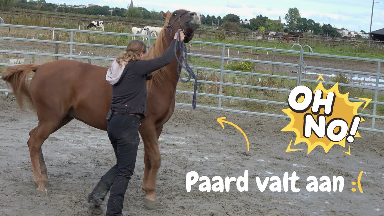 PAARD VALT AAN! | DressuurNatuurlijk