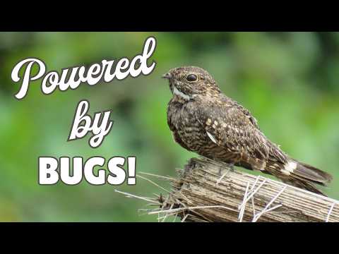Nightjars | Experts on Bugs and Camouflage!