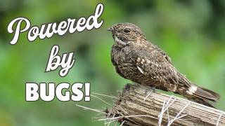 Nightjars | Experts on Bugs and Camouflage!