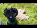 保護猫をたくさん見送ってきた犬,、ポンちゃんとのお別れ