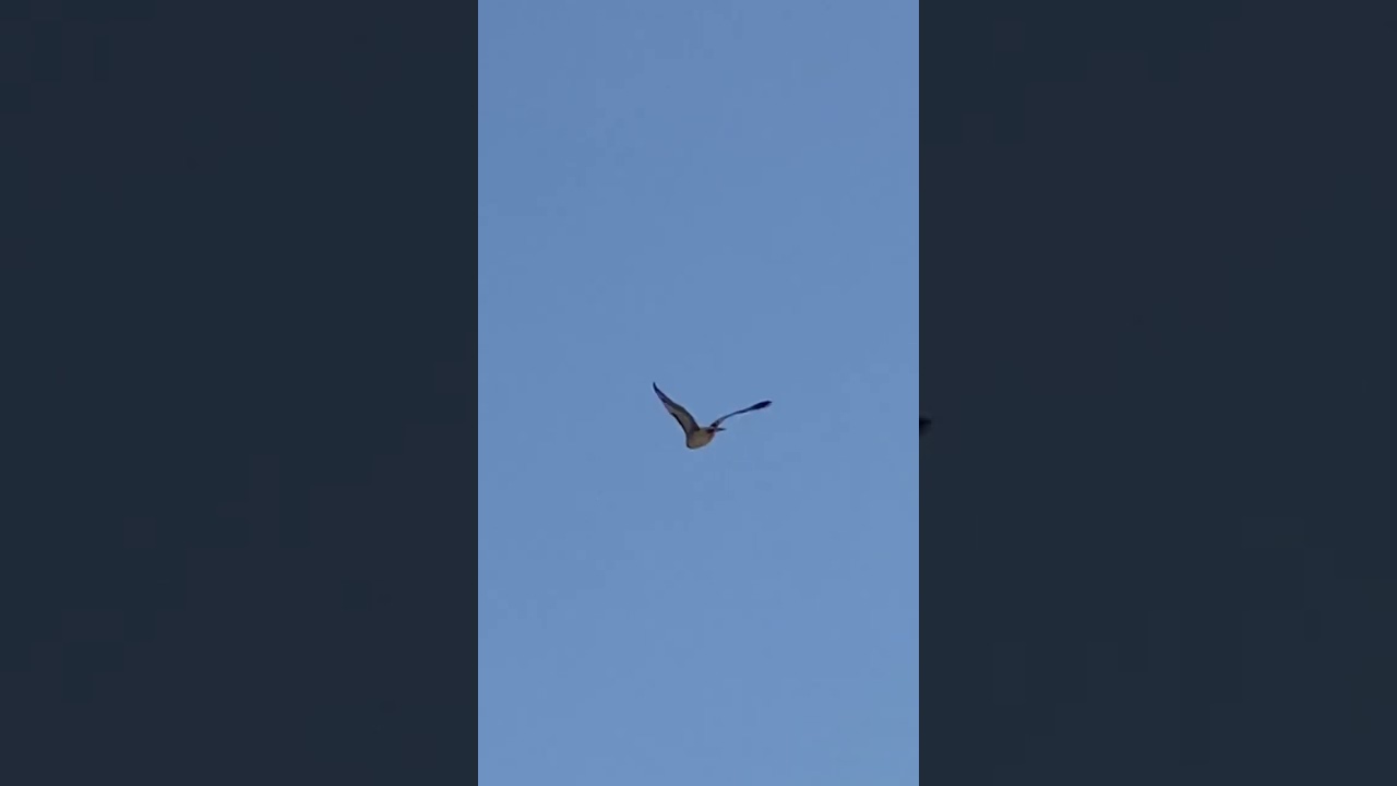 Northern Goshawk takes Flight from a high tree branch! 