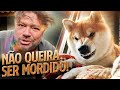 SHIBA INU, UMA MORDIDA MUITO FORTE! | RICHARD RASMUSSEN