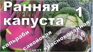 РАННИЕ И РАЗНЫЕ КАПУСТЫ. 1. Посев и всходы. Кольраби, савойская, краснокочанная.(Пришла пора сеять разнообразные капусты на рассаду, для того чтобы получить ранний урожай уже в июне-июле...., 2016-03-29T14:05:31.000Z)