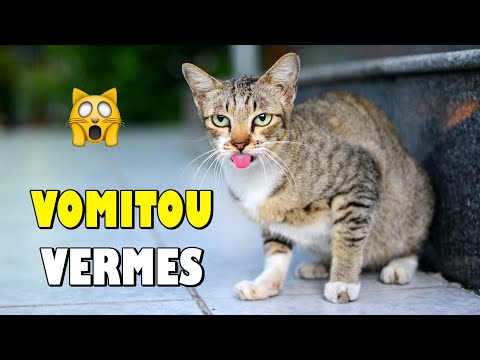 Vídeo: Lombrigas em cães e gatos