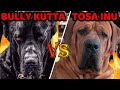 Bully Kutta vs Tosa Inu | Pakistani Bully vs Tosa Inu | Battle between dangerous dogs |Billa Boyka|