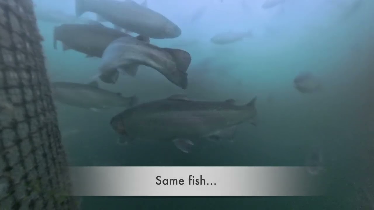 Mowi/Kames in Loch Craignish - dead and dying fish