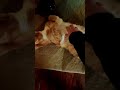 Leo and the belly rubs #cat #lifeisbutadream #funny #cute #haveitoldyoulatelythatiloveyou