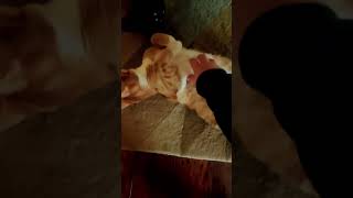 Leo and the belly rubs #cat #lifeisbutadream #funny #cute #haveitoldyoulatelythatiloveyou