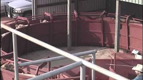 Cattle Handling Safety