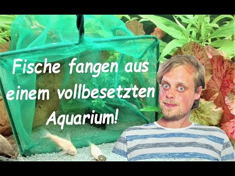 Video: Wie Bekomme Ich Aquarienfische?