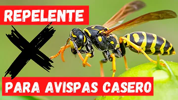 ¿Qué odian las avispas?