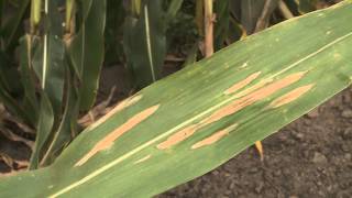 Corn Diseases:  Northern Corn Leaf Blight