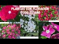 PLANTAS que FLORECEN TODO EL AÑO y NO Necesitan de Muchos CUIDADOS | PLANTAS con MUCHAS FLORES |