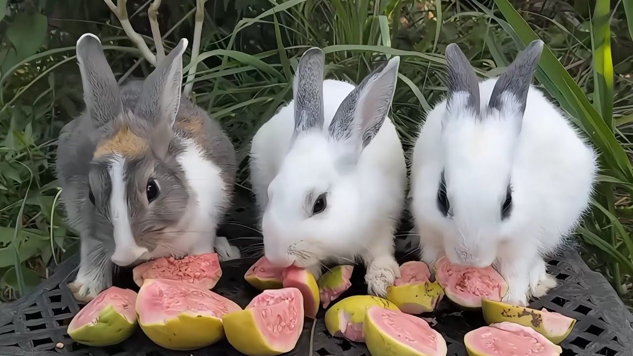 Today cute baby rabbits has Guava for eating, Videos Rabbits Eating Food and delicious food😋😋 