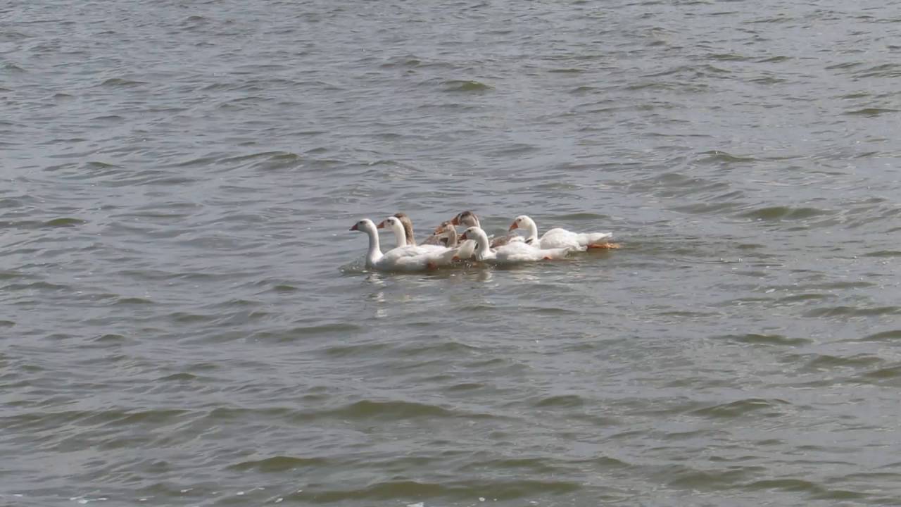 Гуси плывут по реке - YouTube