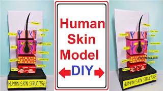 human skin structure model for biology project - diy project for science exhibition | howtofunda