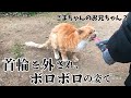 捨て猫を緊急保護!生き延びるため勇気を出して「お家に入れてください」