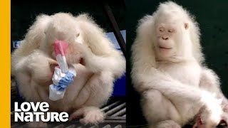 The Worlds Only Albino Orangutan Solves Puzzles Love Nature