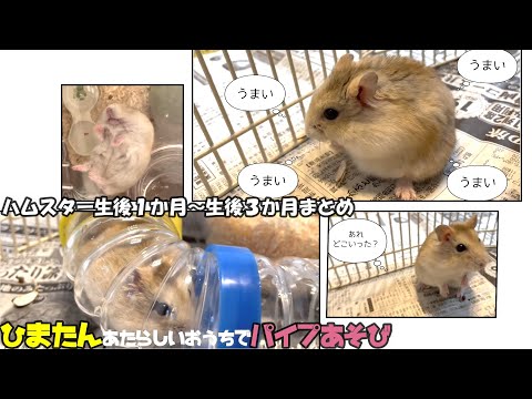 ひまたんのループあそび☆生まれて３か月のイエロープディングハムスター♪生後１か月～３か月のアルバム！ゆうむぎチャンネル★