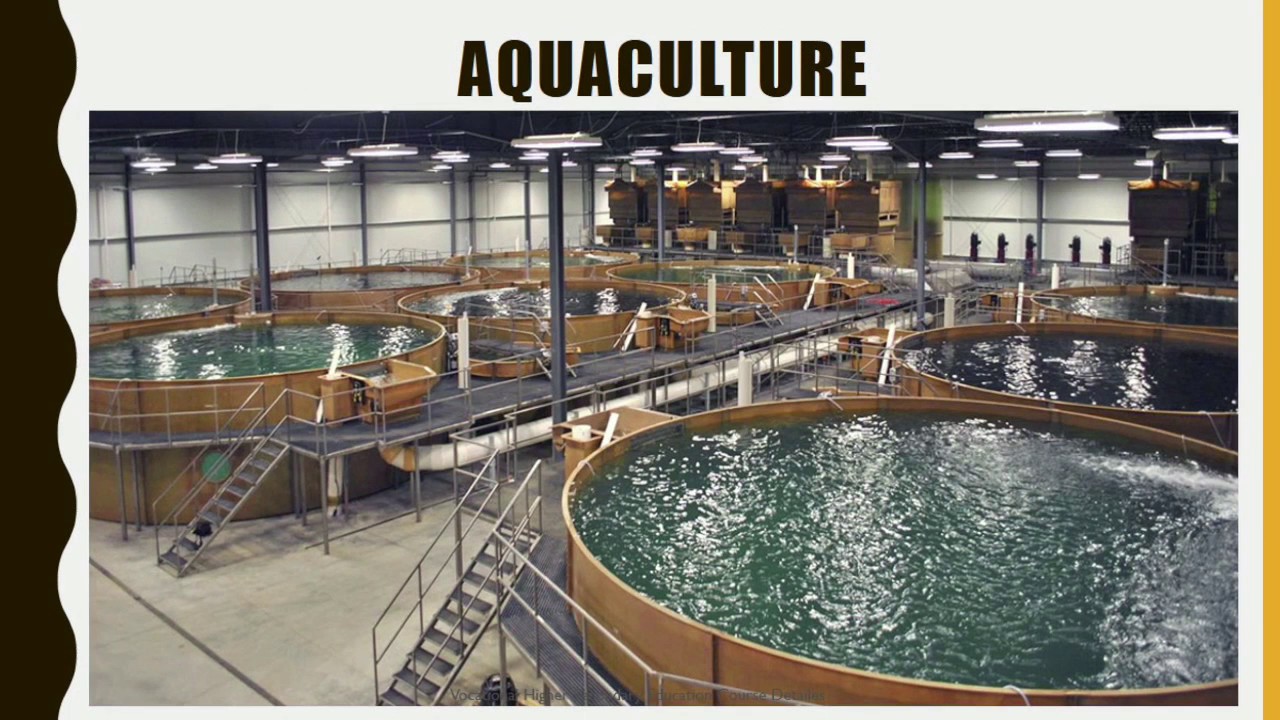 Vocational Higher Secondary Courses 2017 18