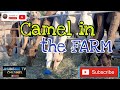 Camel sa farm na inaalagaan dinalaw kojhunskie tv channel