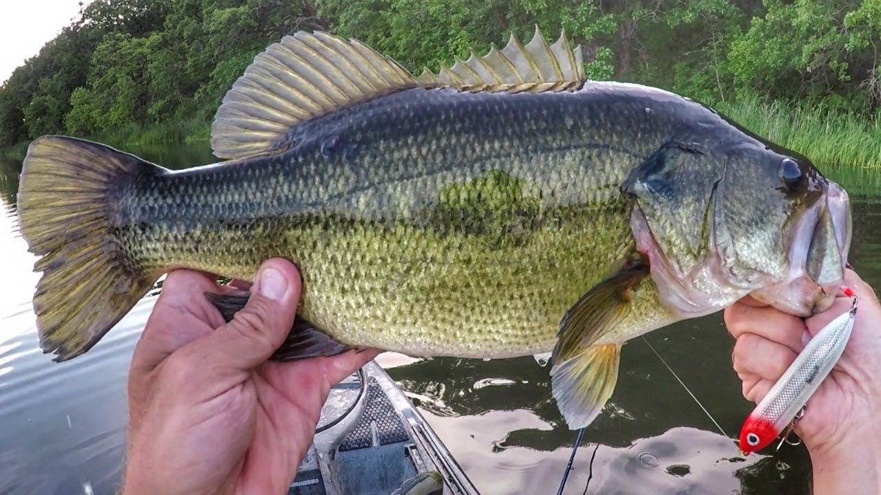 Spook Fishing Some Evening Largemouth 