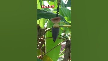 Hoa chuối làm món gì đây cả nhà!
