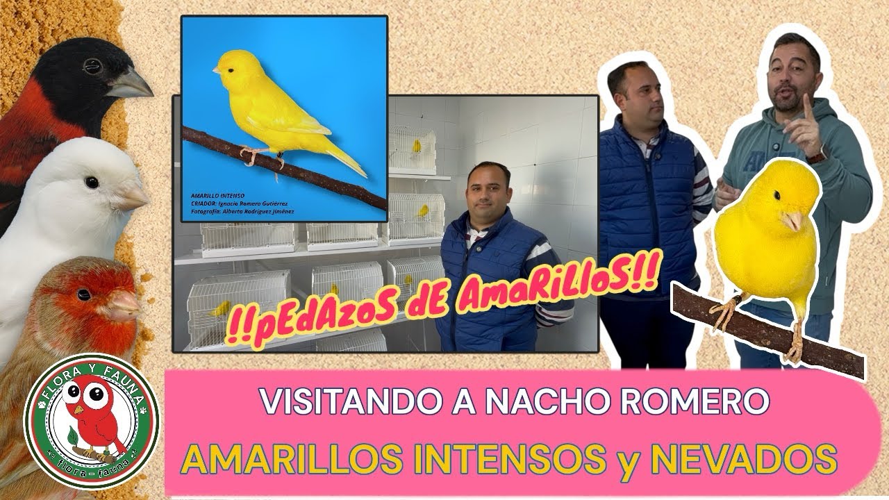 LOS AMARILLOS DE NACHO…UNA PASADA!!😳