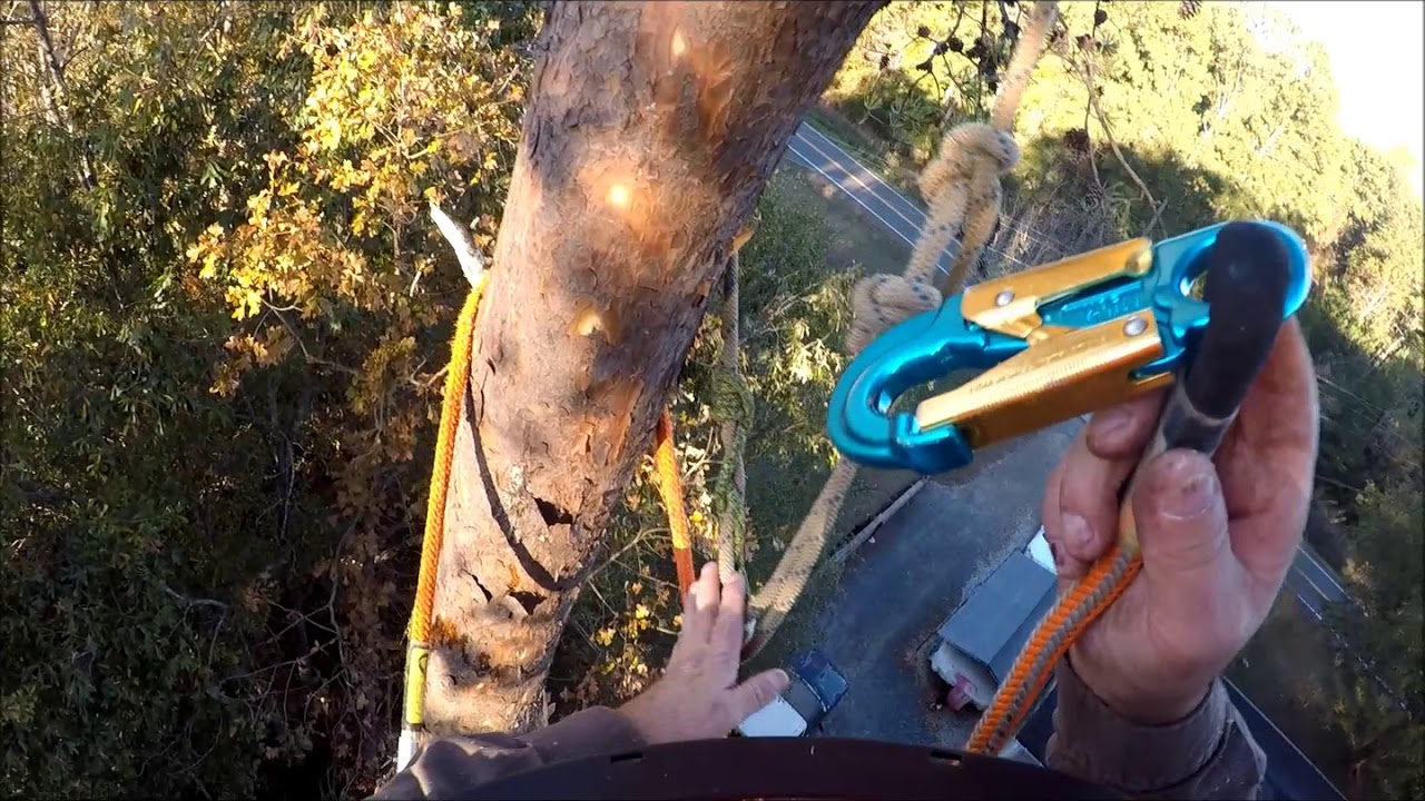 Tall Pine Part 1 - YouTube