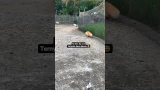 kucing berantem 1 vs 3 🤣🤣 #shorts