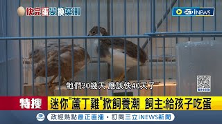 自給自足? 迷你'蘆丁雞'爆紅掀飼養潮 飼主:給孩子吃蛋 平均三天可下2顆蛋 實現'吃蛋自由' 蘆丁雞一隻約百元上下 業者:上個月賣近50隻│【台灣要聞】20230323三立iNEWS