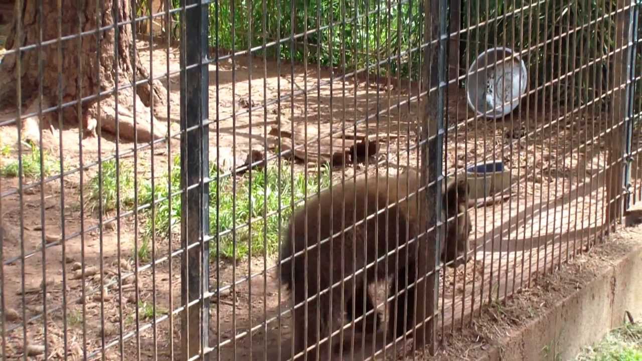 Baby Bear At The Wild Animal Safari Park In Pine Mountain YouTube