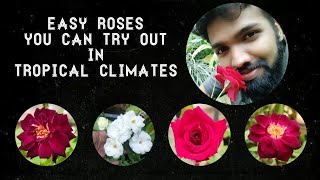Rose Cultivars That Grow Easily In Tropical Climates / Nandanam Exotics