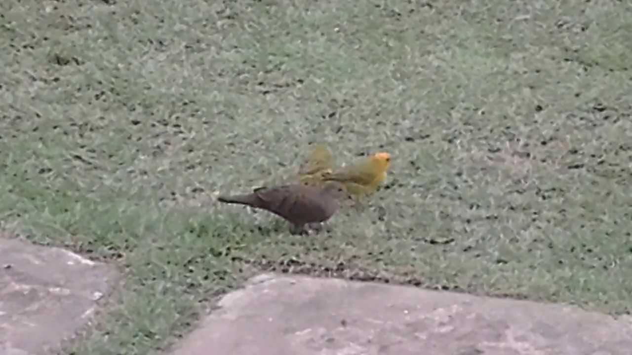 Canários da Terra - YouTube