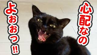 「心配なのよぉぉっ」と泣き叫びながらどこにでもついてくる、分離不安症な猫