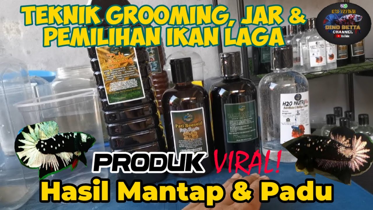 TEKNIK GROOMING, JAR & PEMILIHAN IKAN LAGA | SANGAT MUDAH DAN BERKESAN