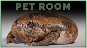 Full Reptile Room Tour 2018 | New Pets & Updates!